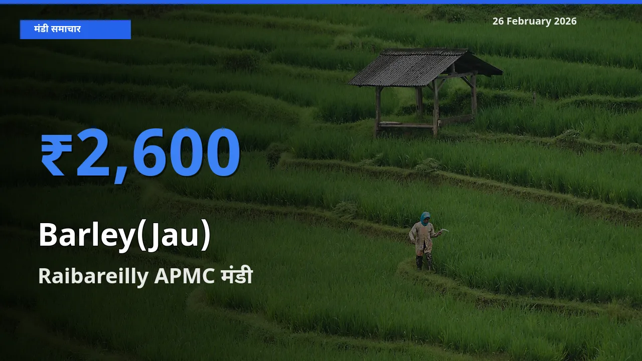 26 February अपडेट: Barley(Jau) के सबसे ऊँचे दाम Raibareilly APMC मंडी में
