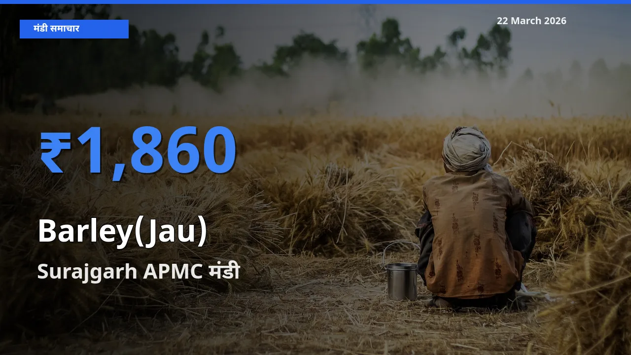 आज जौ(जौ) के सबसे ज़्यादा दाम Surajgarh APMC मंडी में दर्ज