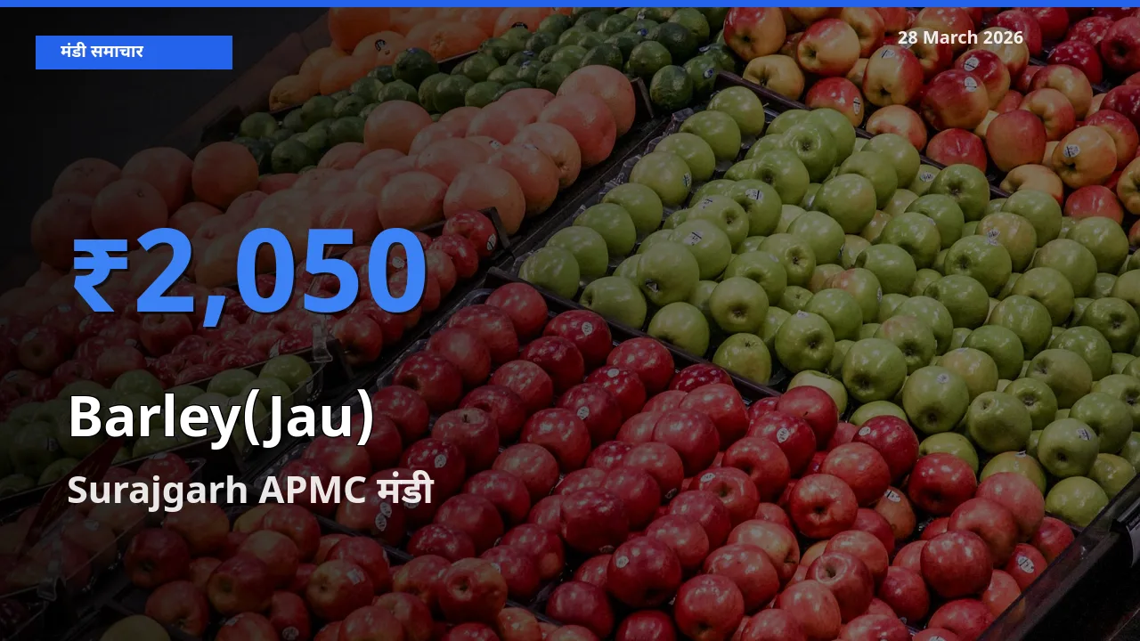 आज जौ के सबसे ज़्यादा दाम Surajgarh APMC मंडी में दर्ज