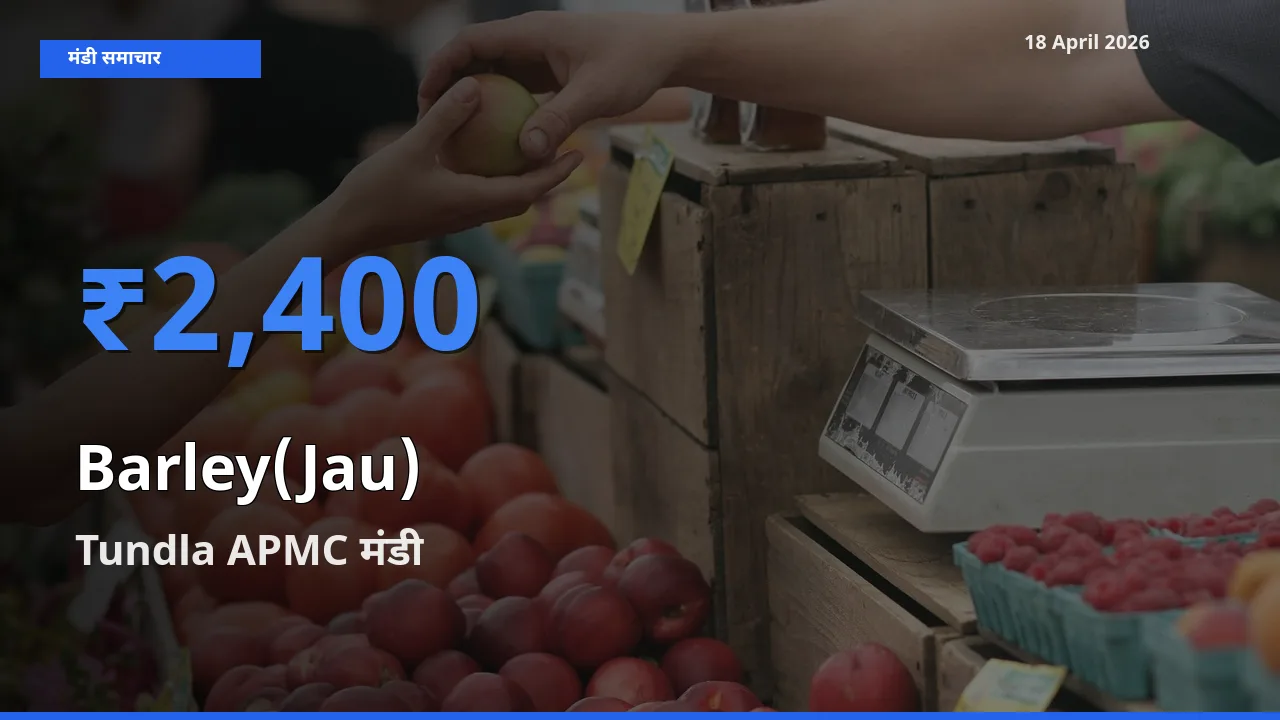 आज जौ के सबसे ज़्यादा दाम Tundla APMC मंडी में दर्ज