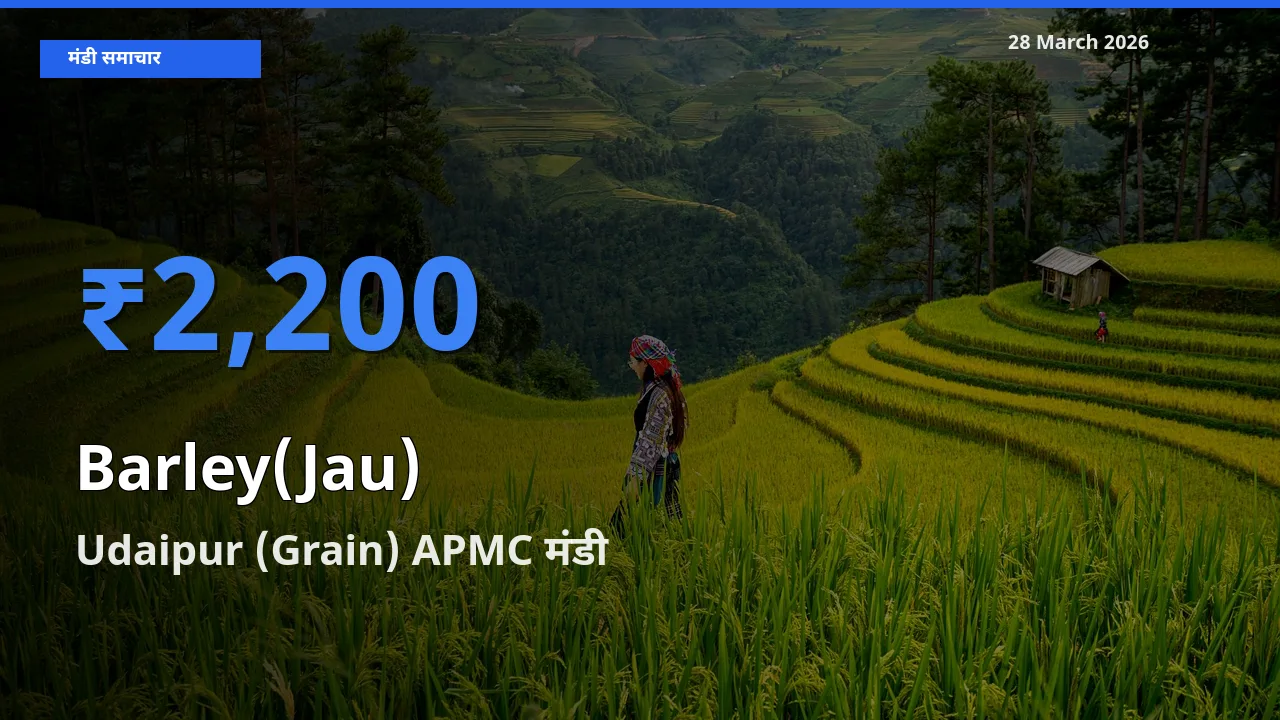 आज जौ के सबसे ऊँचे दाम ₹2,200 Udaipur (Grain) APMC मंडी में