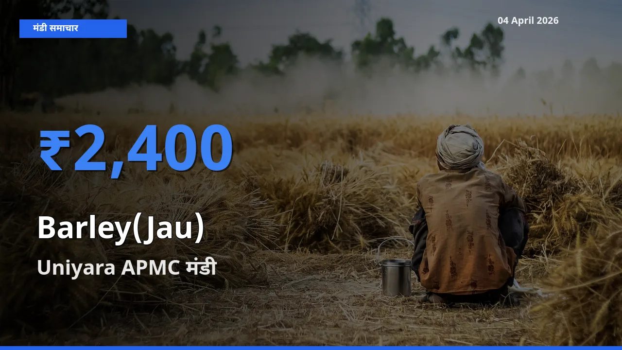 Uniyara APMC मंडी में जौ ₹2,400 पर पहुँचा – आज का सर्वोच्च भाव