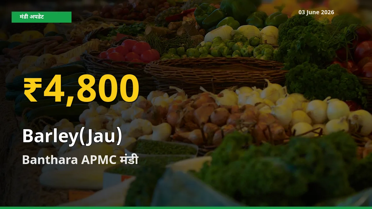 आज Banthara APMC में जौ के दाम रिकॉर्ड स्तर पर, ताज़ा मंडी भाव जानें