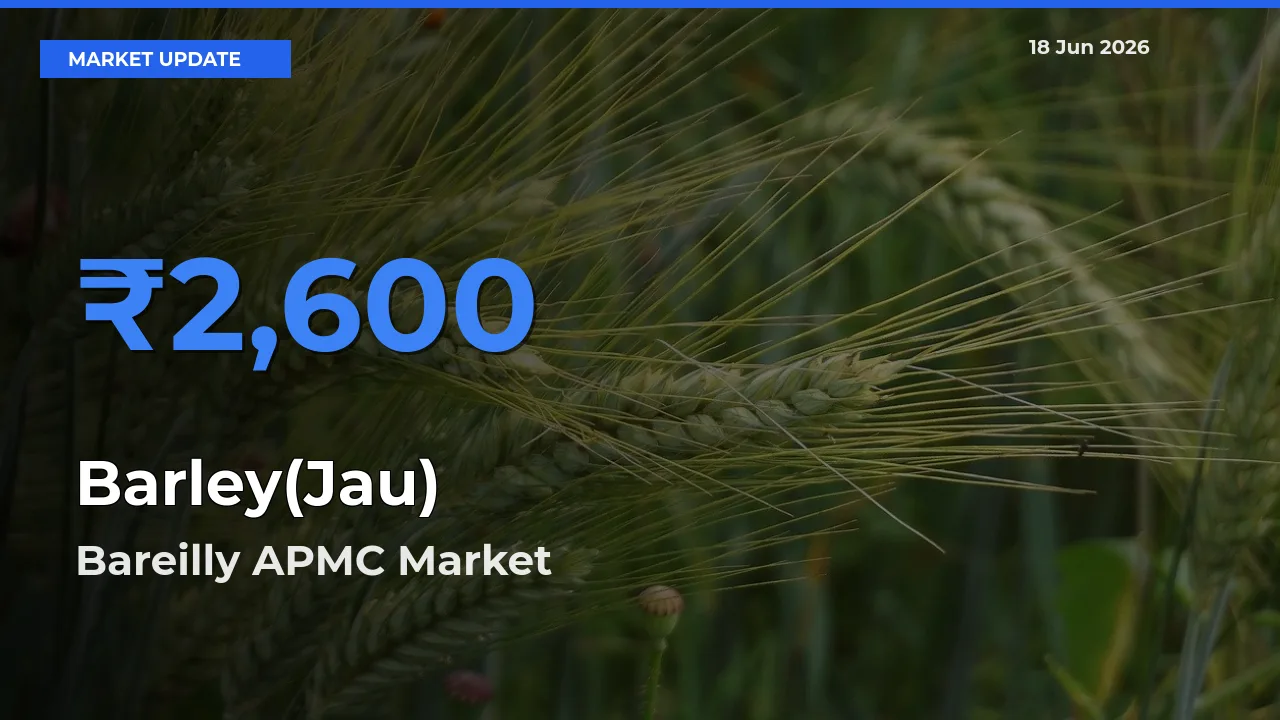 Bareilly APMC Offers ₹2,600 – Highest Barley(Jau) Rate Today
