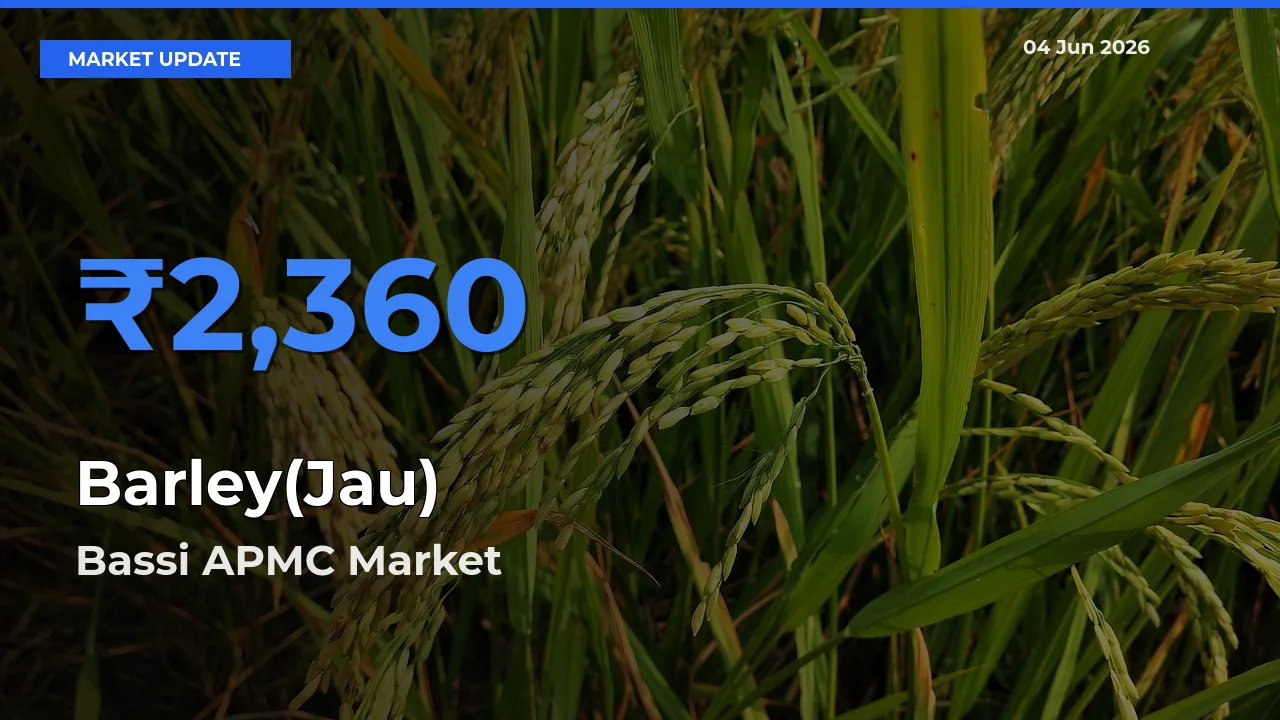 Farmers Prefer Bassi APMC as Barley(Jau) Hits Highest Rate