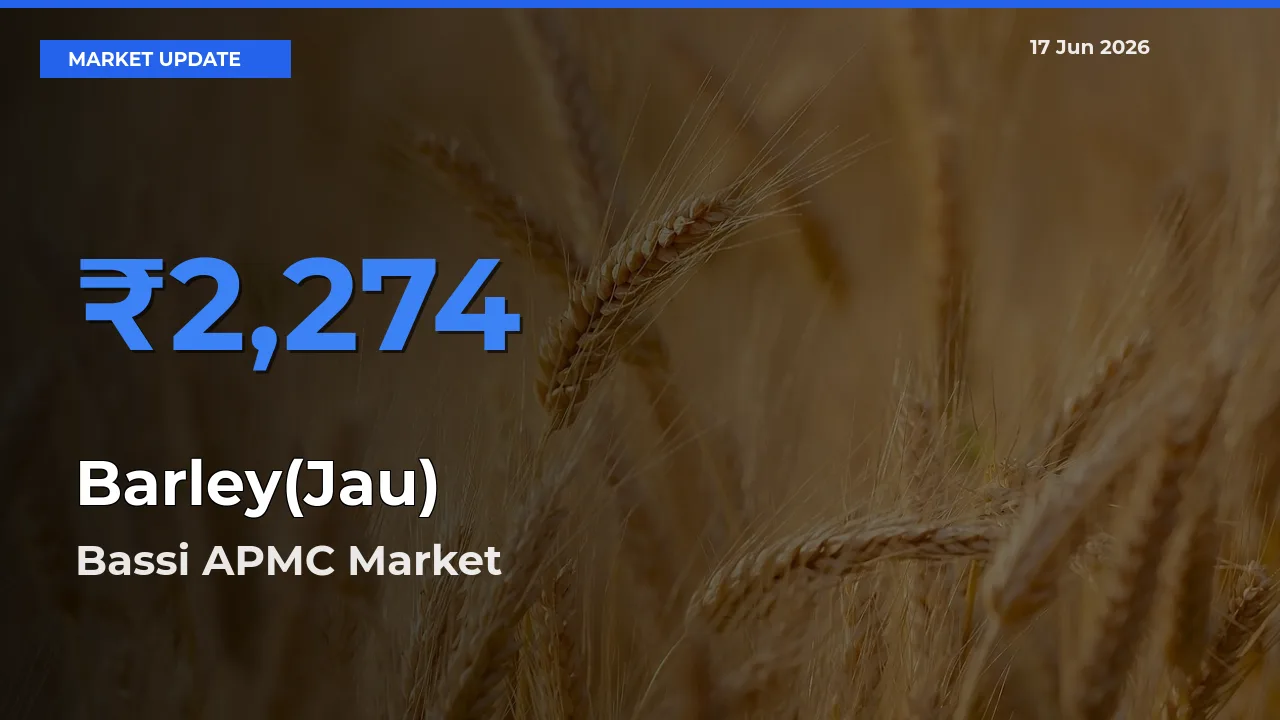 Bassi APMC Offers ₹2,274 – Highest Barley(Jau) Rate Today
