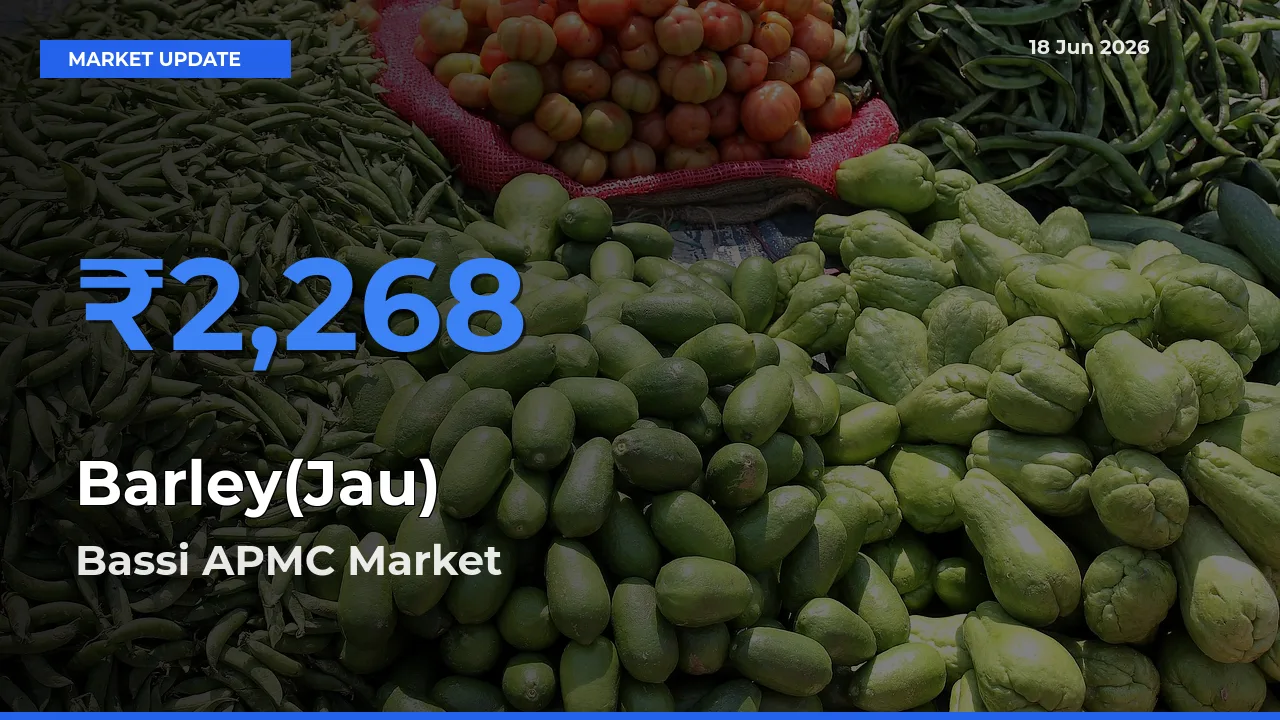 Bassi APMC Records Highest ₹2,268 Rate for Barley(Jau)