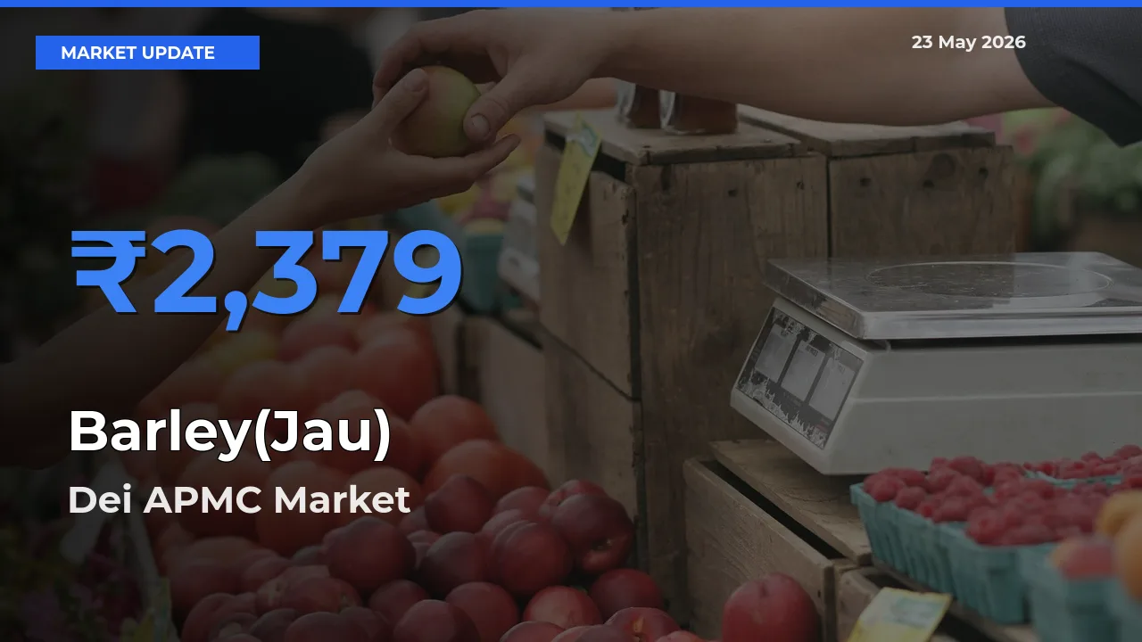 Dei APMC Leads as Top Mandi for Barley(Jau) Prices