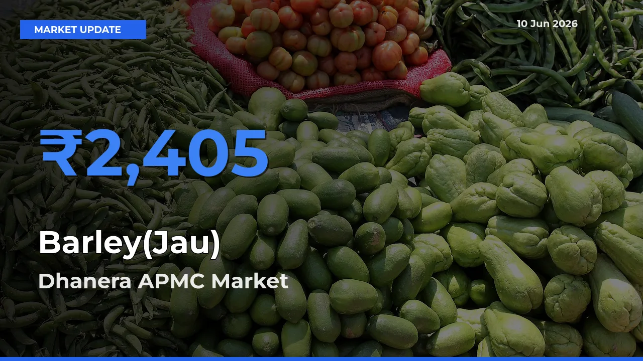 Barley(Jau) Mandi Rate Today: Dhanera APMC Tops the List