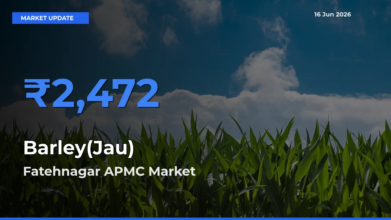 Farmers Prefer Fatehnagar APMC as Barley(Jau) Hits Highest Rate