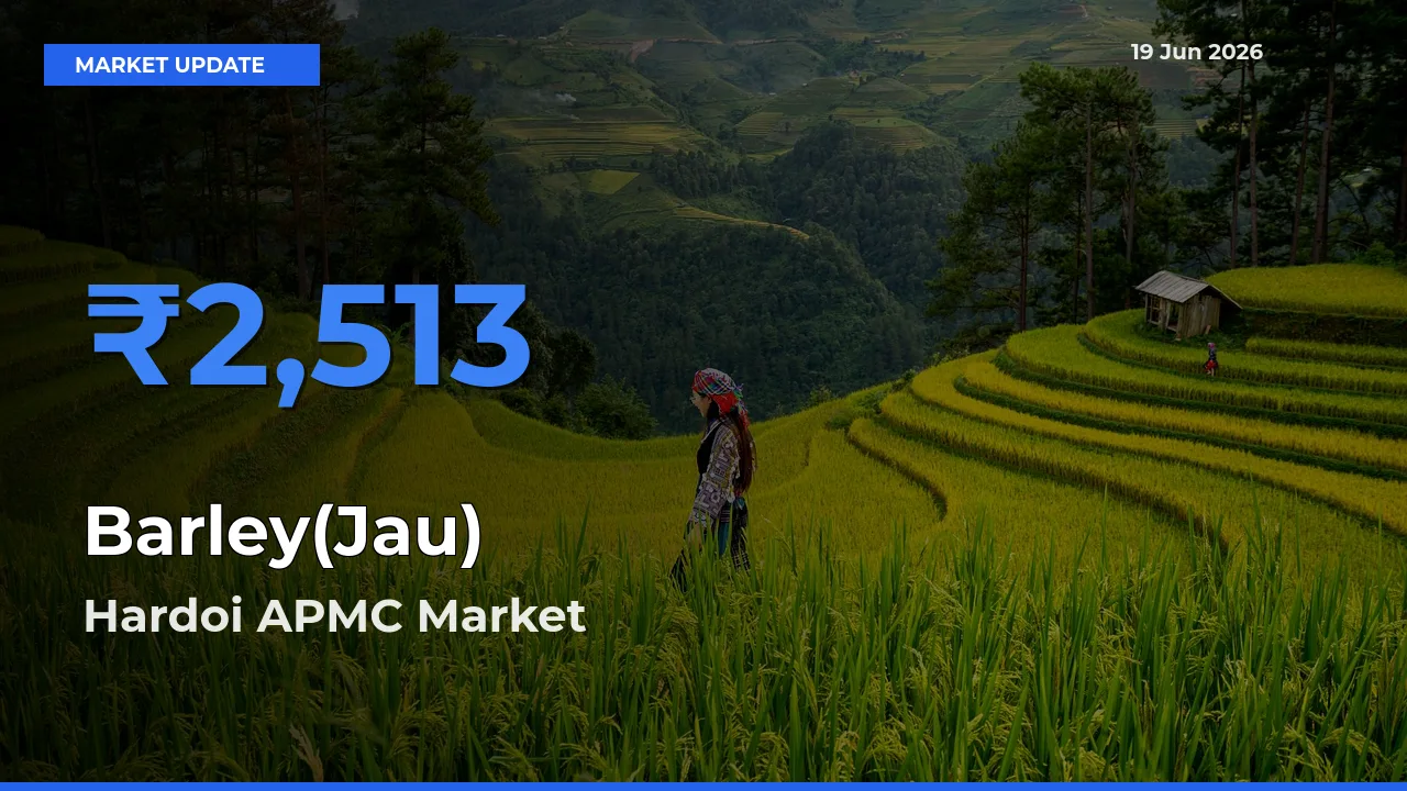 Hardoi APMC Tops Barley(Jau) Rates – June 19 Market Update