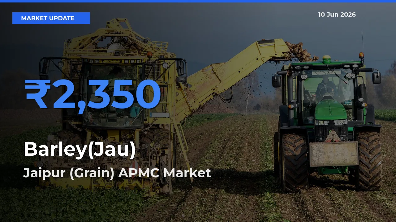 Jaipur (Grain) APMC Offers ₹2,350 – Highest Barley(Jau) Rate Today