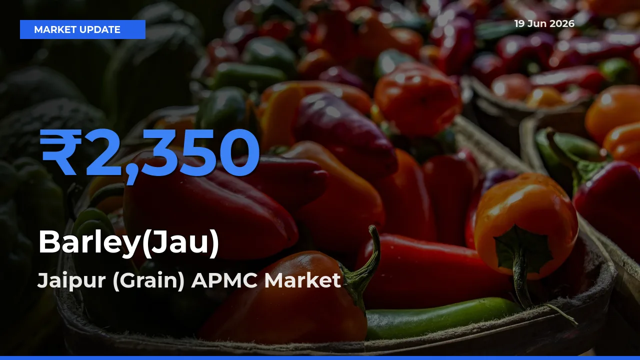 Barley(Jau) Mandi Rate Today: Jaipur (Grain) APMC Tops the List