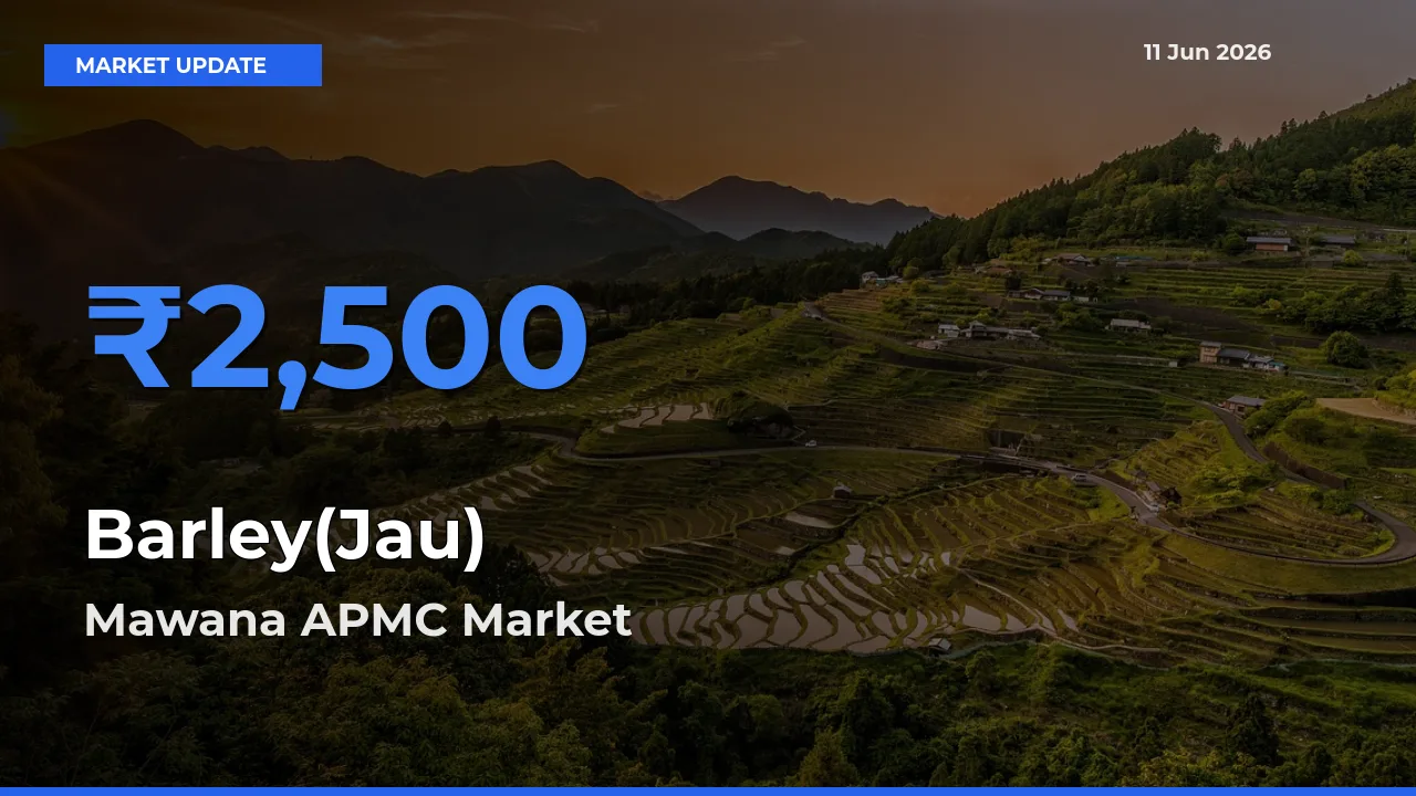 Market Watch: Mawana APMC Becomes Top Mandi for Barley(Jau)