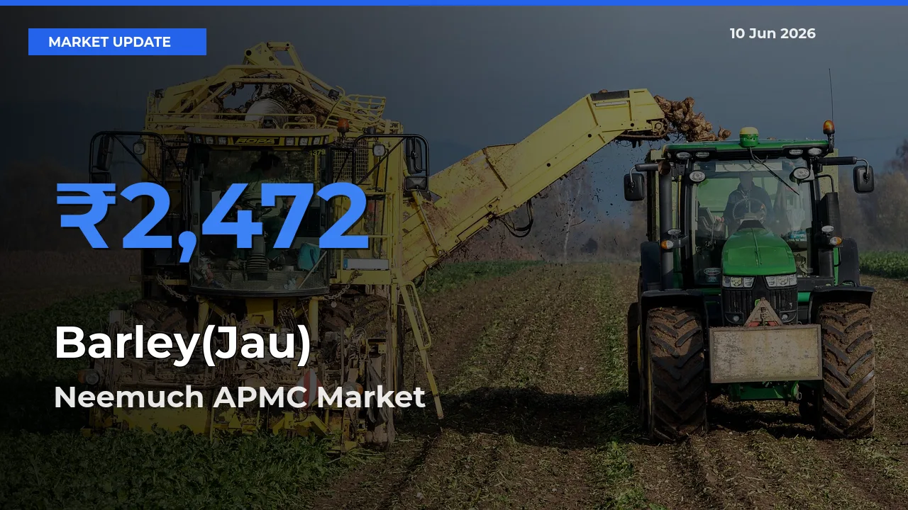 Barley(Jau) Mandi Rate Today: Neemuch APMC Tops the List