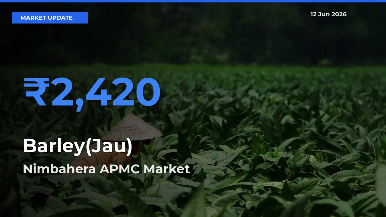 Nimbahera APMC Leads as Top Mandi for Barley(Jau) Prices