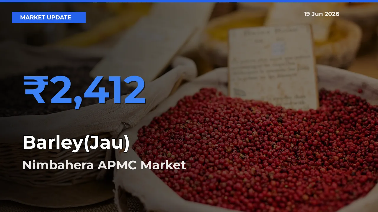 Nimbahera APMC Tops Barley(Jau) Mandi Rates Today
