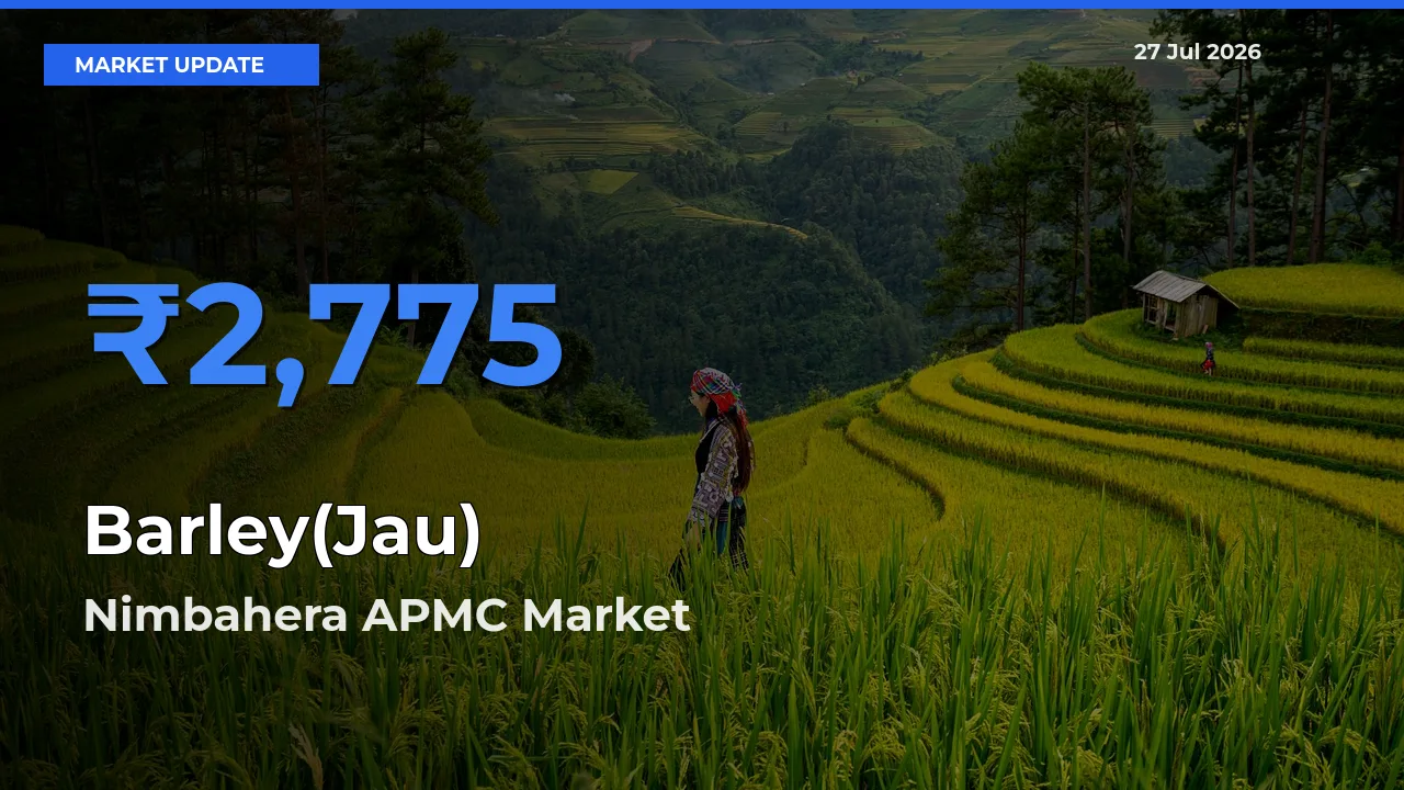 Nimbahera APMC, Chittorgarh, Rajasthan Tops Barley(Jau) Rates – July 27 Market Update