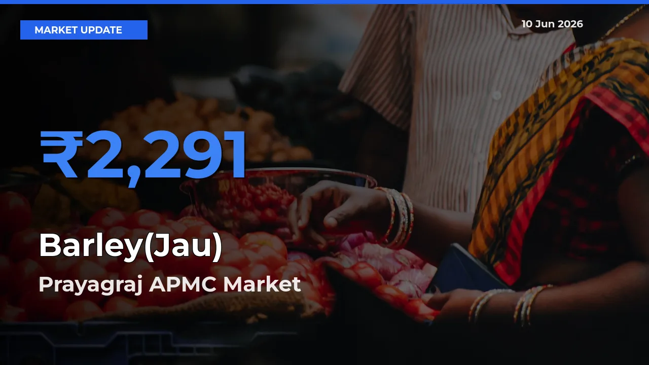Prayagraj APMC Tops Barley(Jau) Mandi Rates Today