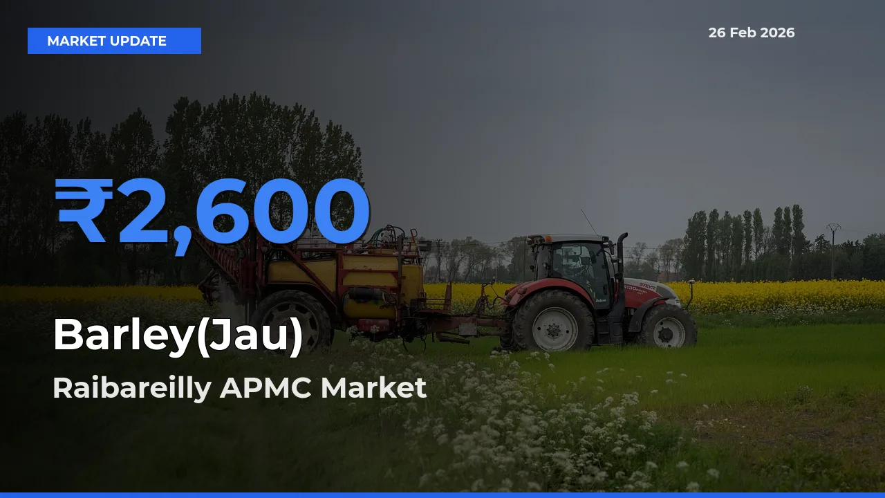 Market Watch: Raibareilly APMC Becomes Top Mandi for Barley(Jau)