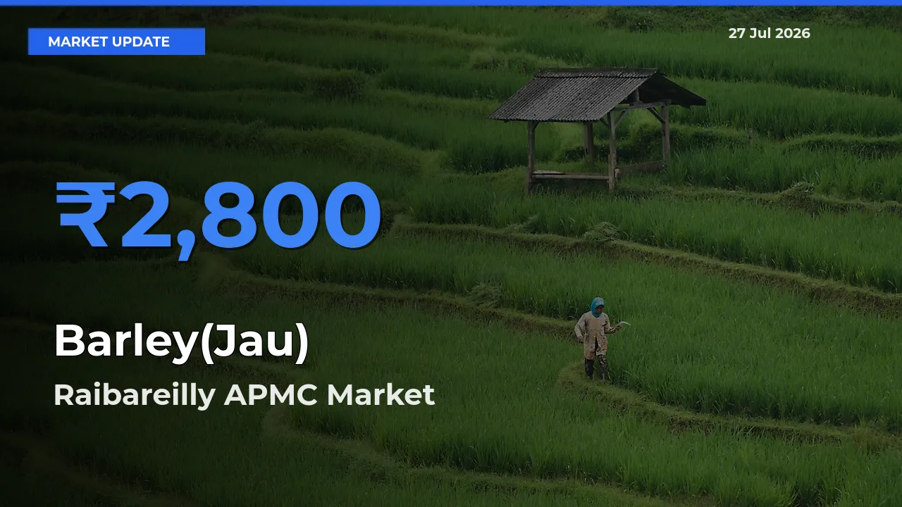 Raibareilly APMC, Raebarelli, Uttar Pradesh Records Highest ₹2,800 Rate for Barley(Jau)