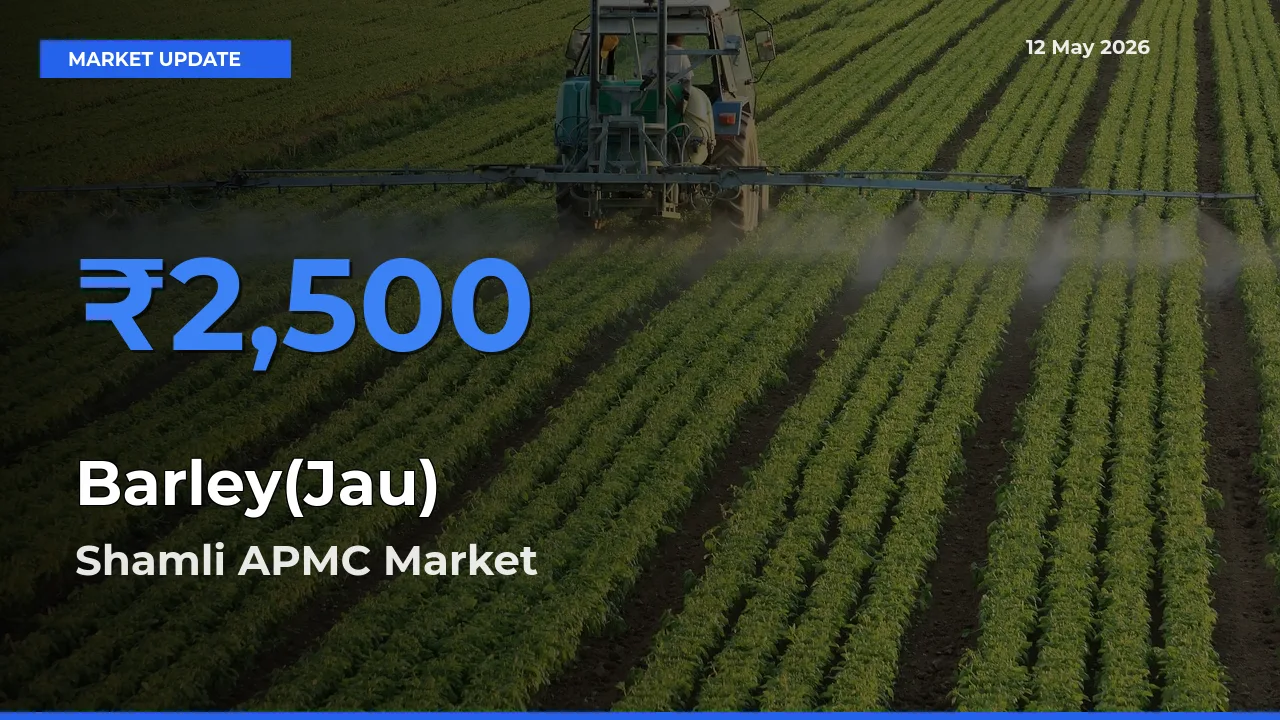Barley(Jau) Mandi Rate Today: Shamli APMC Tops the List