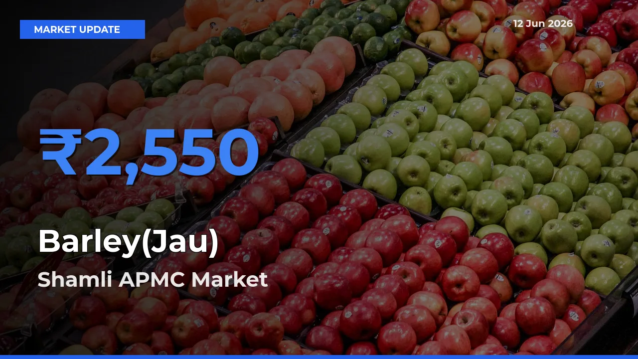 Shamli APMC Offers ₹2,550 – Highest Barley(Jau) Rate Today