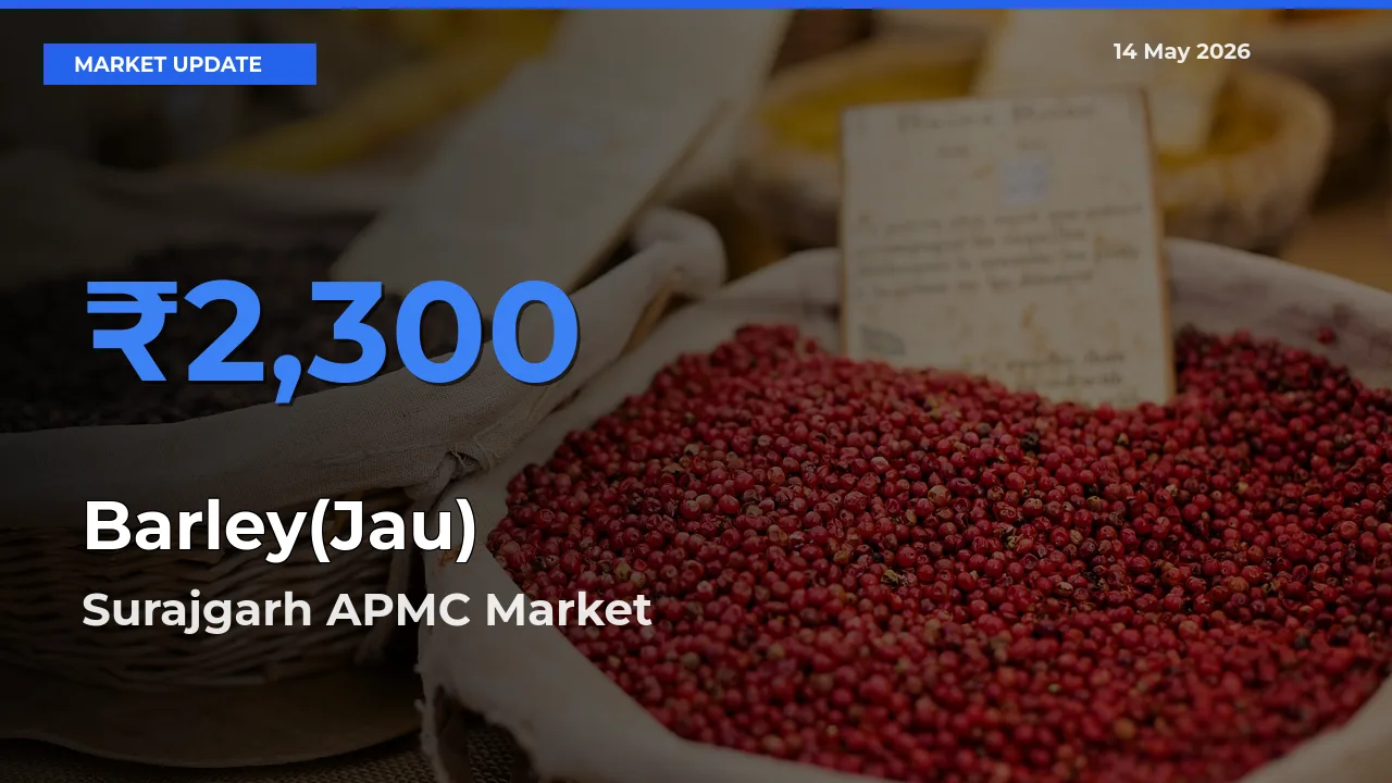 Market Watch: Surajgarh APMC Becomes Top Mandi for Barley(Jau)