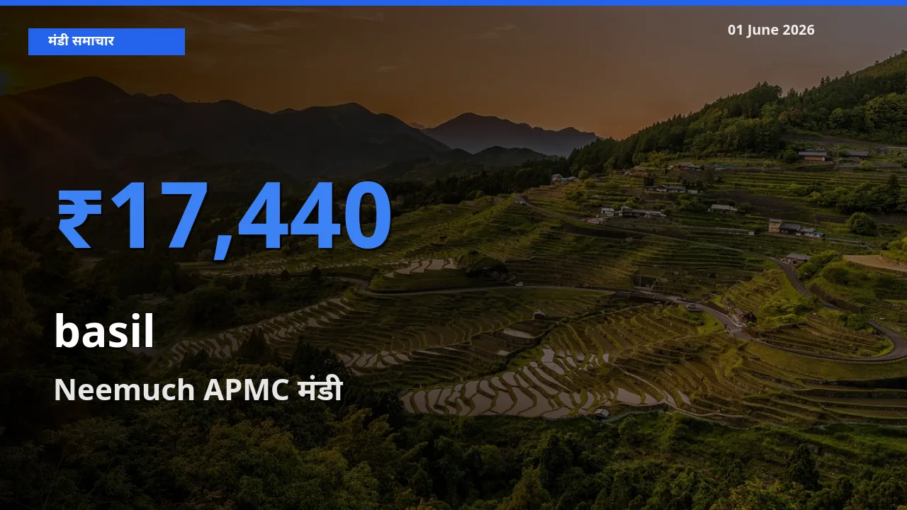01 June अपडेट: तुलसी के सबसे ऊँचे दाम Neemuch APMC मंडी में