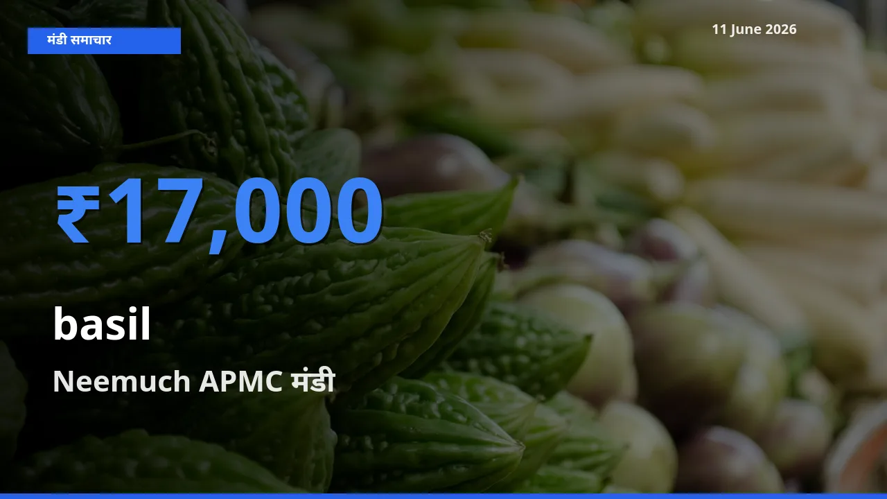 आज तुलसी के सबसे ऊँचे दाम ₹17,000 Neemuch APMC मंडी में