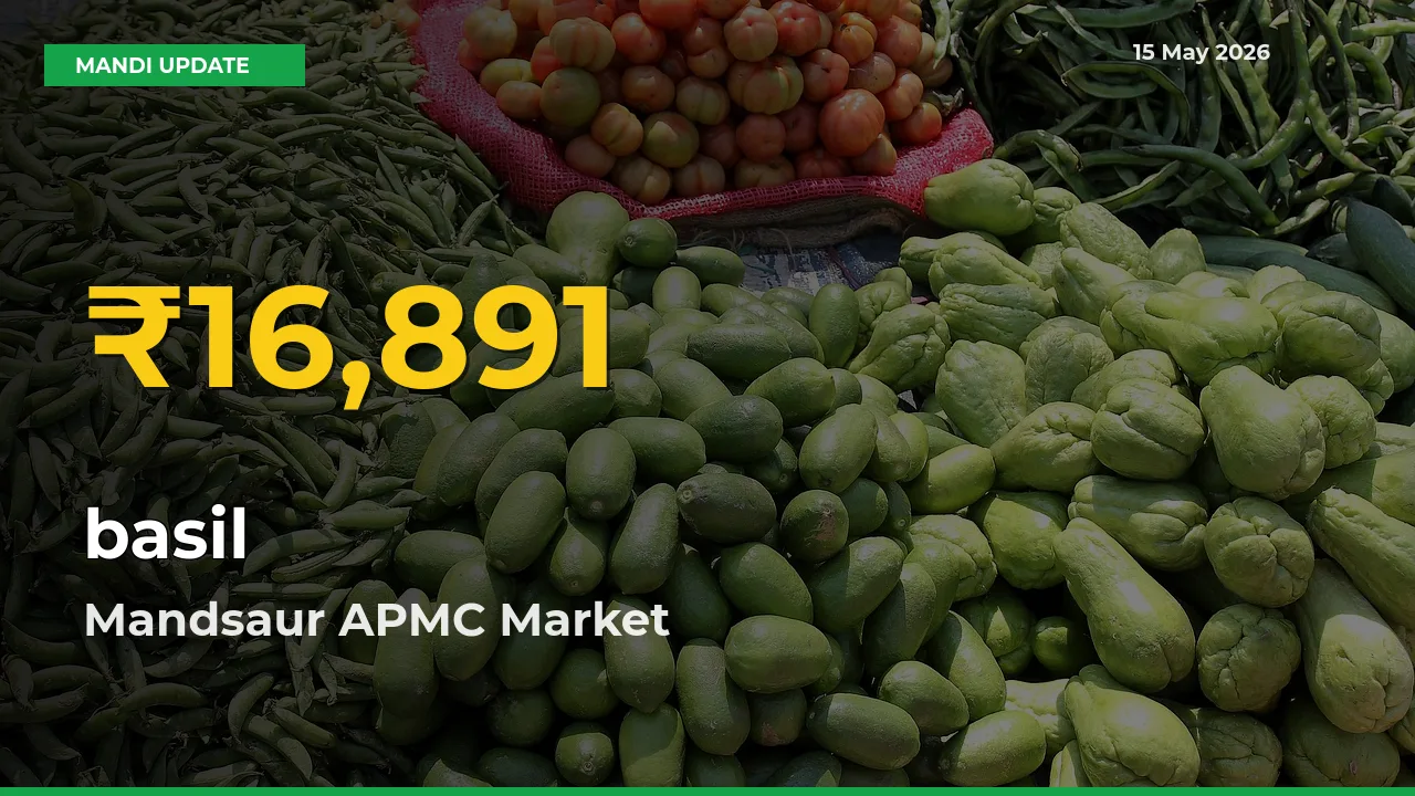 Fresh Record! basil Price Climbs to New High in Mandsaur APMC