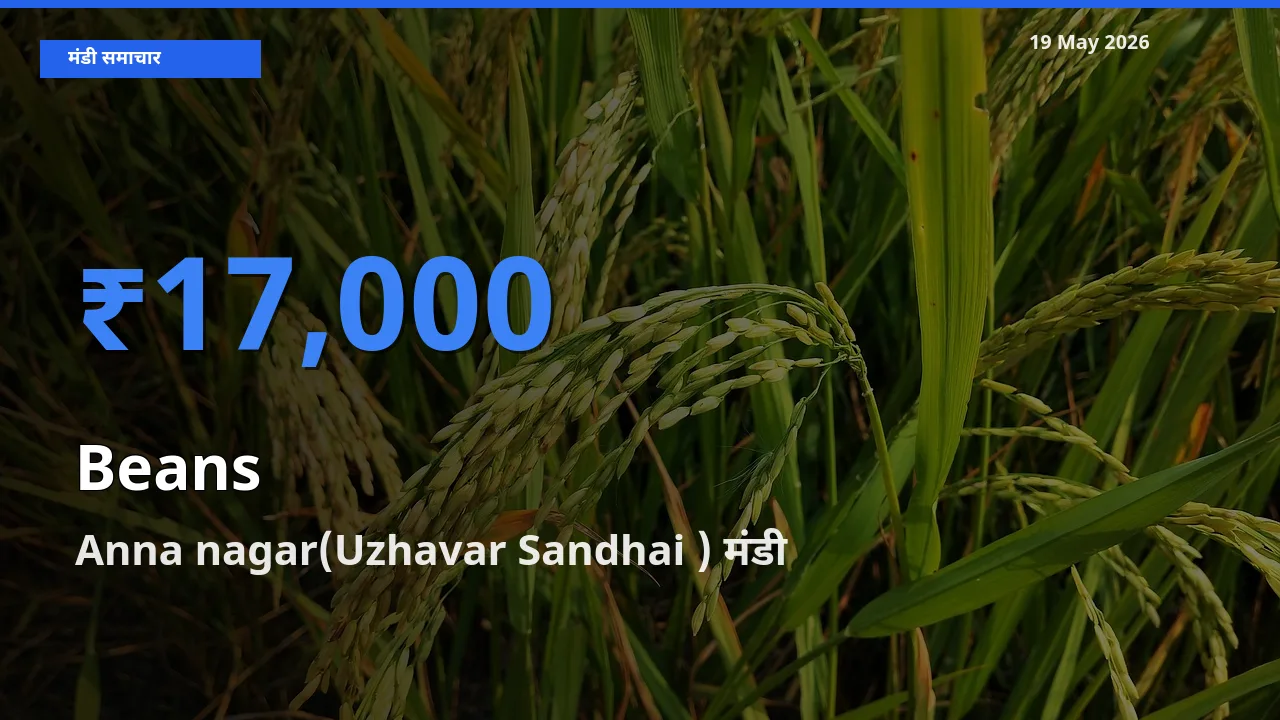 Anna nagar(Uzhavar Sandhai ) मंडी में फलियाँ (सेम) ₹17,000 पर पहुँचा – आज का सर्वोच्च भाव