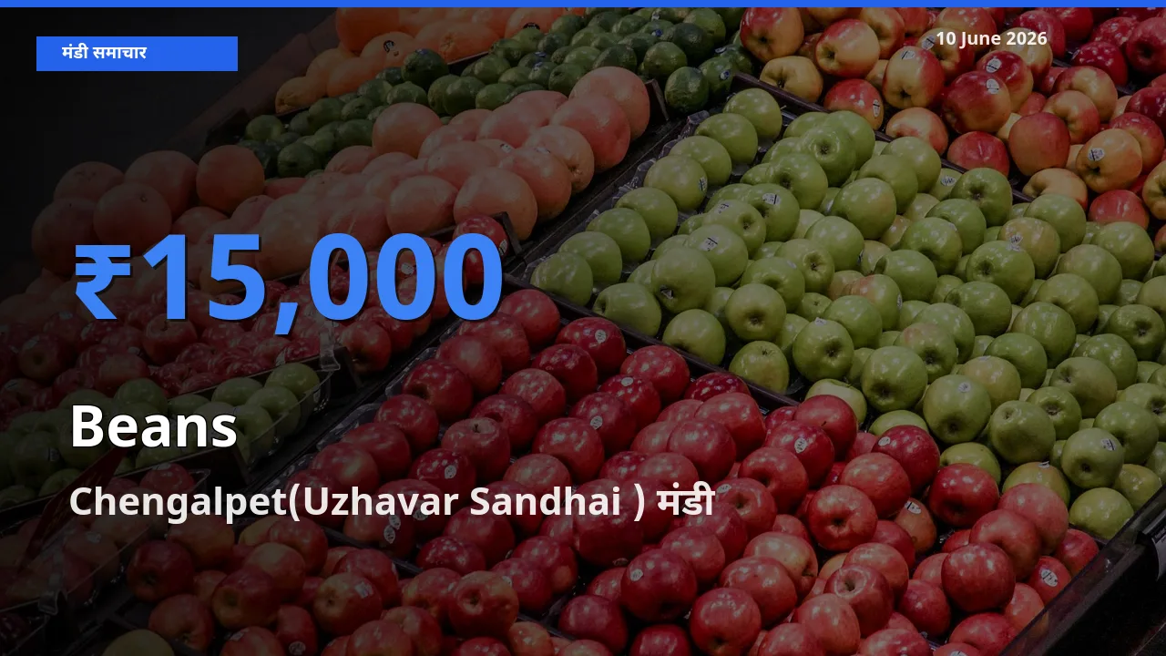 Chengalpet(Uzhavar Sandhai ) में फलियाँ (सेम) का आज सबसे ऊँचा भाव