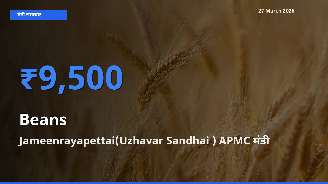 किसानों की पसंद बना Jameenrayapettai(Uzhavar Sandhai ) APMC, फलियाँ (सेम) के सबसे अच्छे दाम