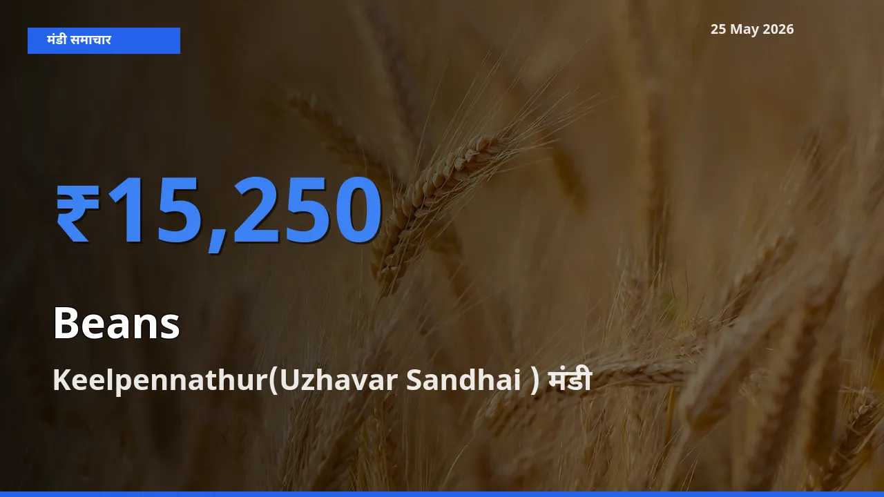 बाज़ार संकेत: Keelpennathur(Uzhavar Sandhai ) बना फलियाँ (सेम) के लिए आज की टॉप मंडी