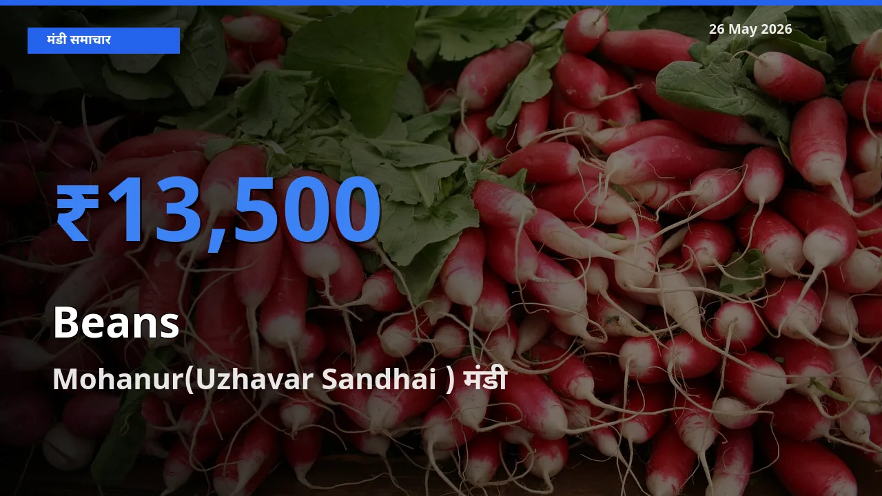 Mohanur(Uzhavar Sandhai ) मंडी में आज फलियाँ (सेम) के सबसे ऊँचे दाम दर्ज