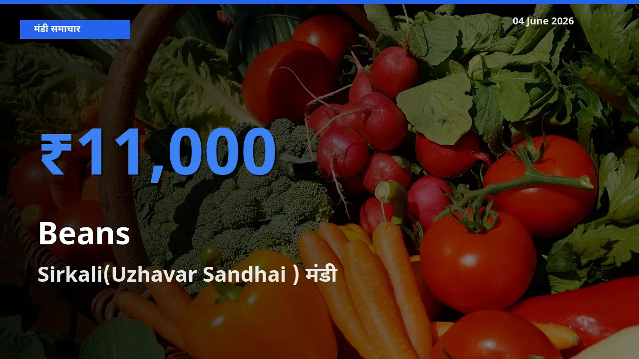 आज फलियाँ (सेम) के सबसे ज़्यादा दाम Sirkali(Uzhavar Sandhai ) मंडी में दर्ज