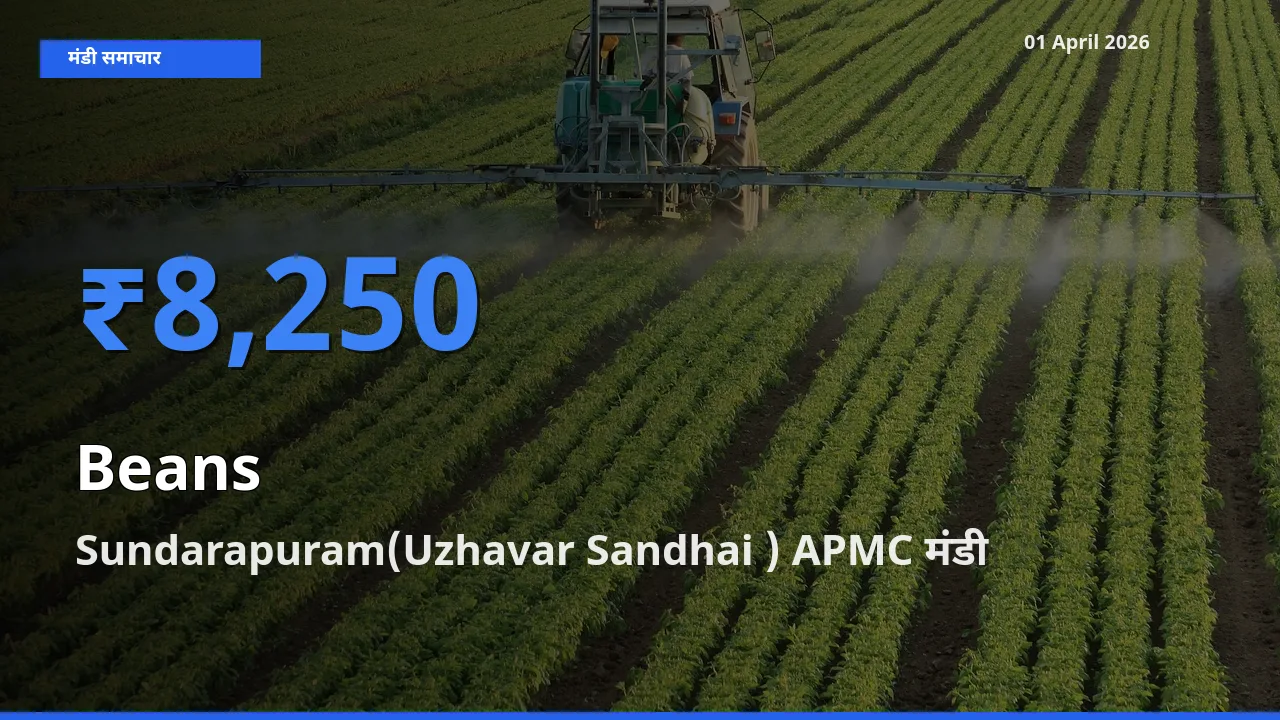 आज फलियाँ (सेम) के सबसे ज़्यादा दाम Sundarapuram(Uzhavar Sandhai ) APMC मंडी में दर्ज