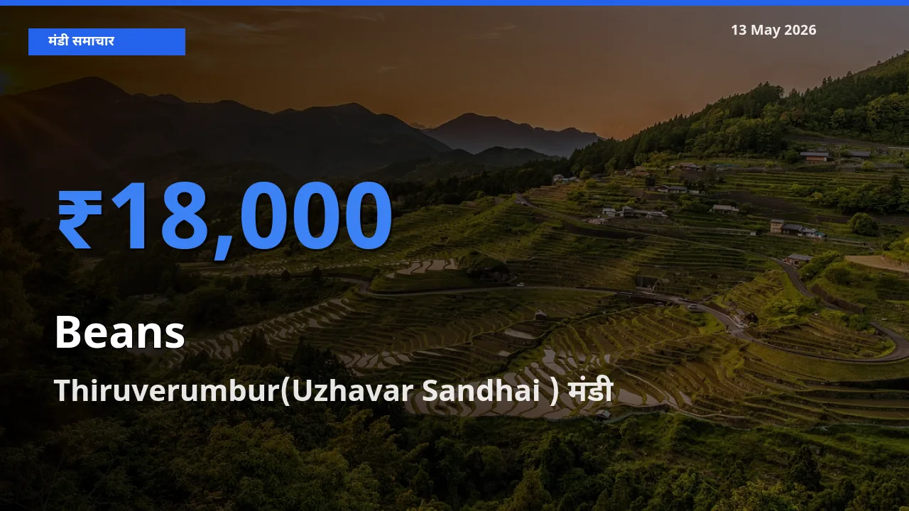 Thiruverumbur(Uzhavar Sandhai ) में फलियाँ (सेम) का आज सबसे ऊँचा भाव