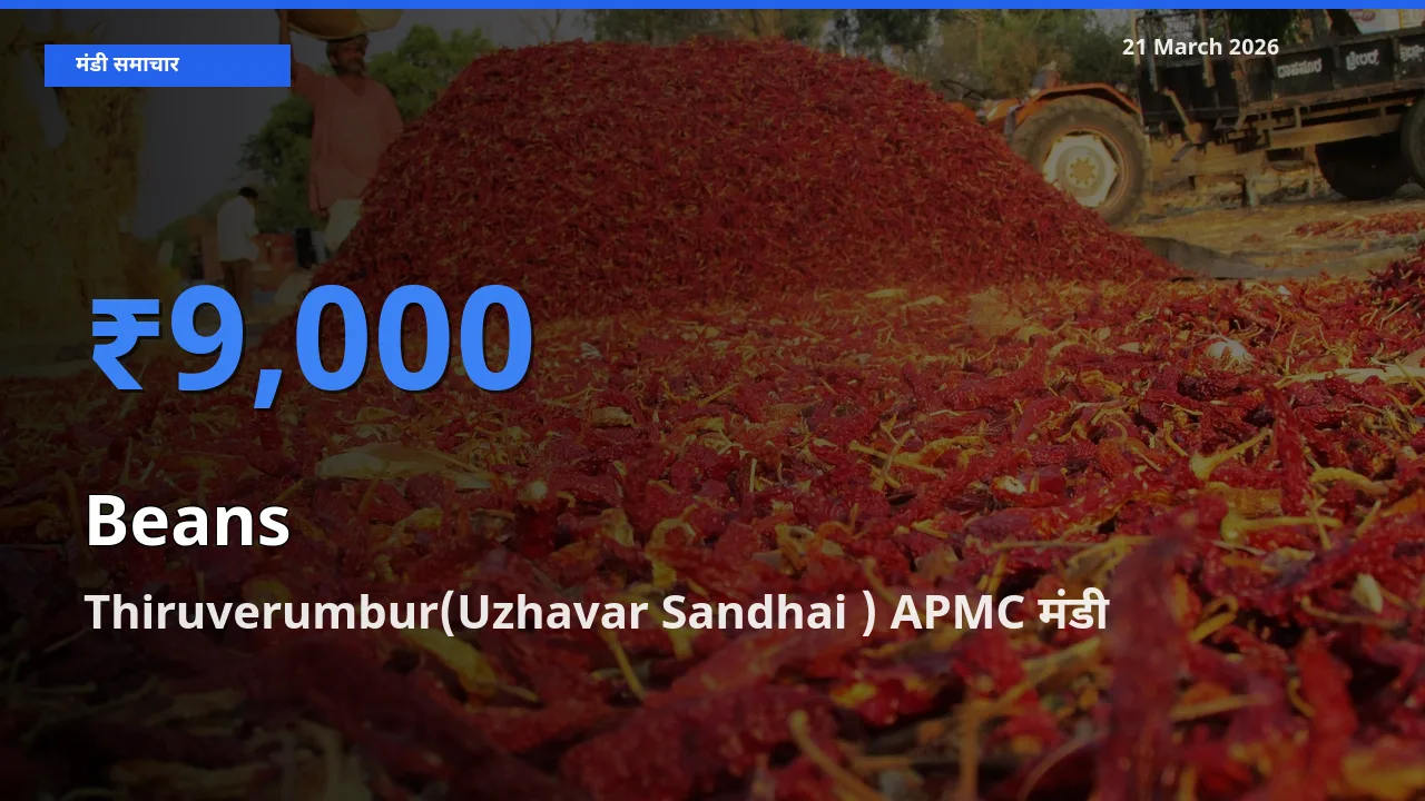 आज फलियाँ (सेम) के सबसे ऊँचे दाम ₹9,000 Thiruverumbur(Uzhavar Sandhai ) APMC मंडी में