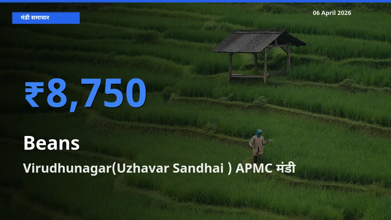 टॉप मंडी बना Virudhunagar(Uzhavar Sandhai ) APMC! फलियाँ (सेम) के सबसे ऊँचे दाम यहीं दर्ज