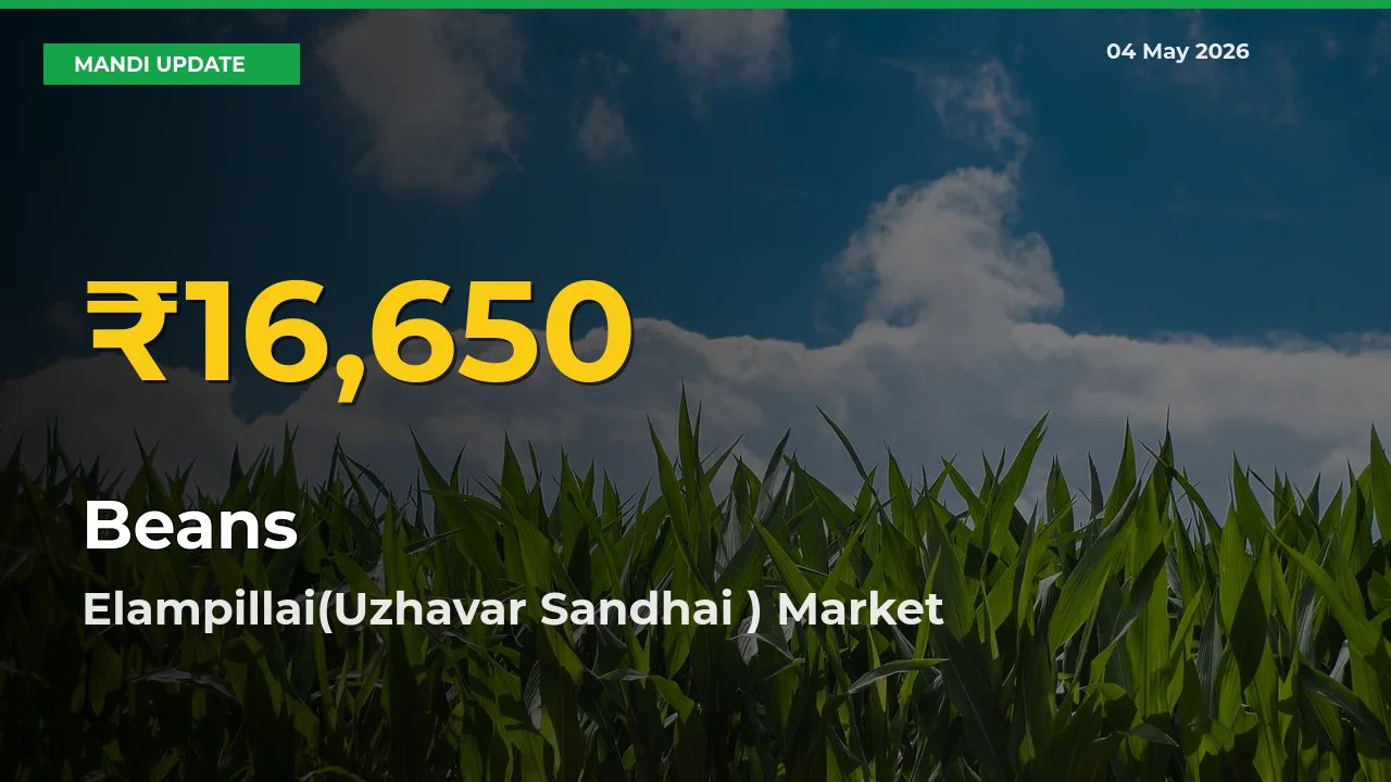 Beans Price Hits New High in Elampillai(Uzhavar Sandhai ) Today – Check Latest Mandi Rates