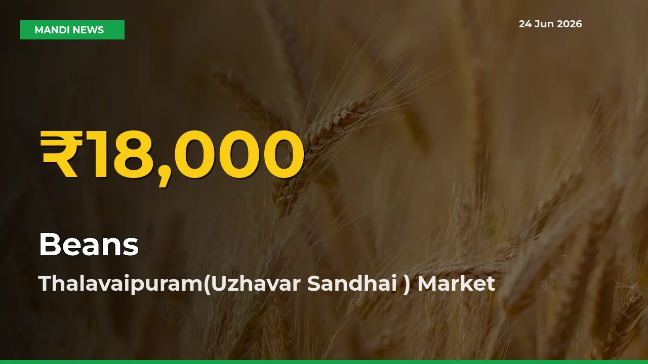Beans Prices Soar to Record High in Thalavaipuram(Uzhavar Sandhai ) – Farmers Alert Today