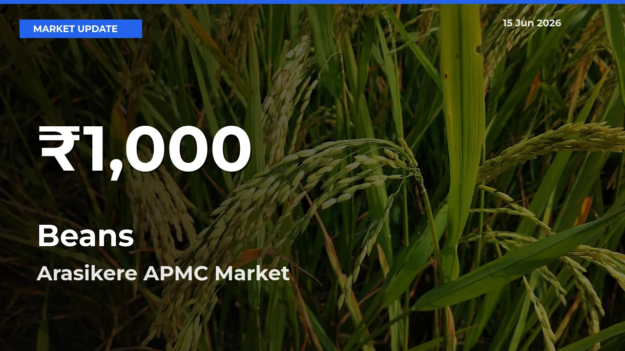 Farmers Concerned as Beans Hits 30-Day Low in Arasikere APMC