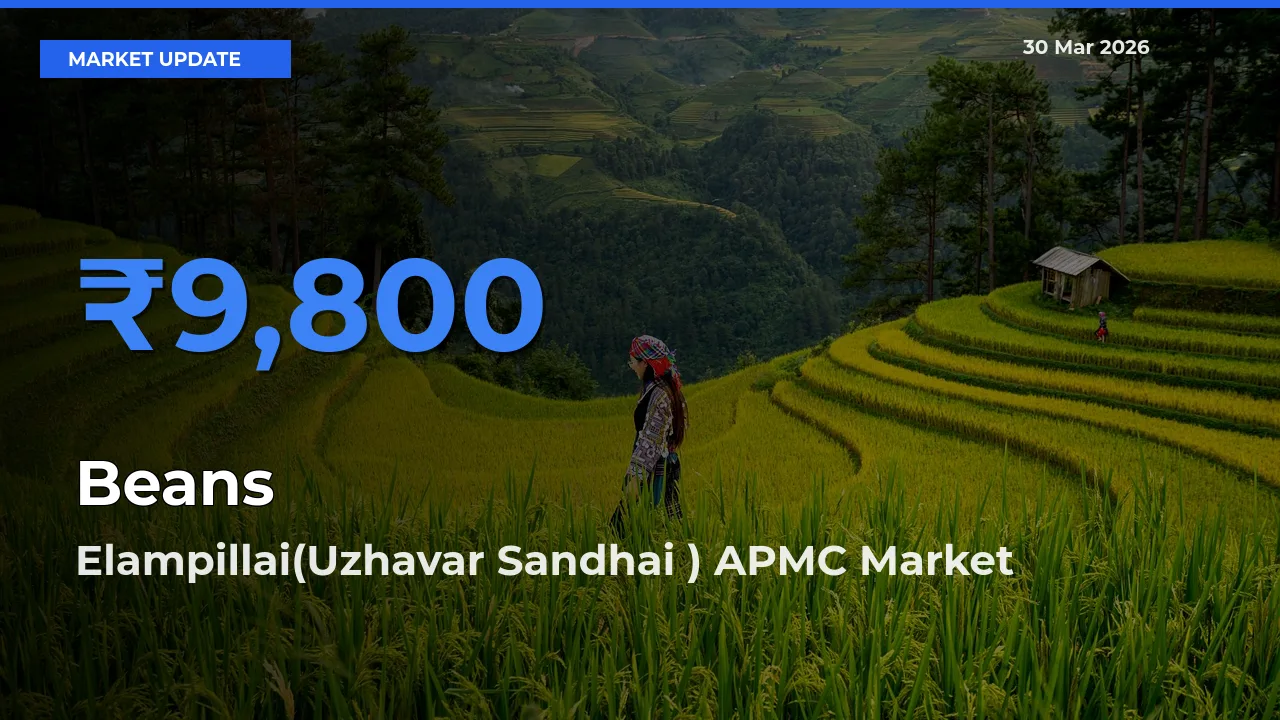 Elampillai(Uzhavar Sandhai ) APMC Tops Beans Mandi Rates Today