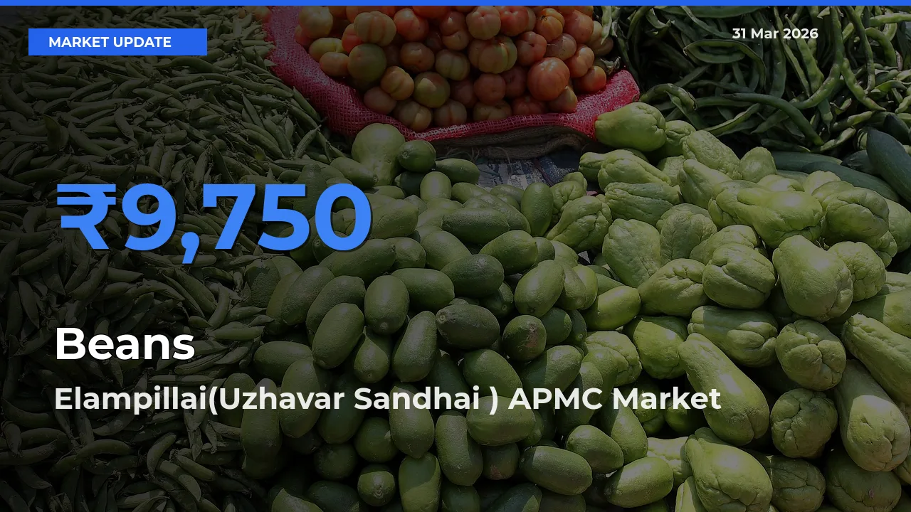 Farmers Prefer Elampillai(Uzhavar Sandhai ) APMC as Beans Hits Highest Rate