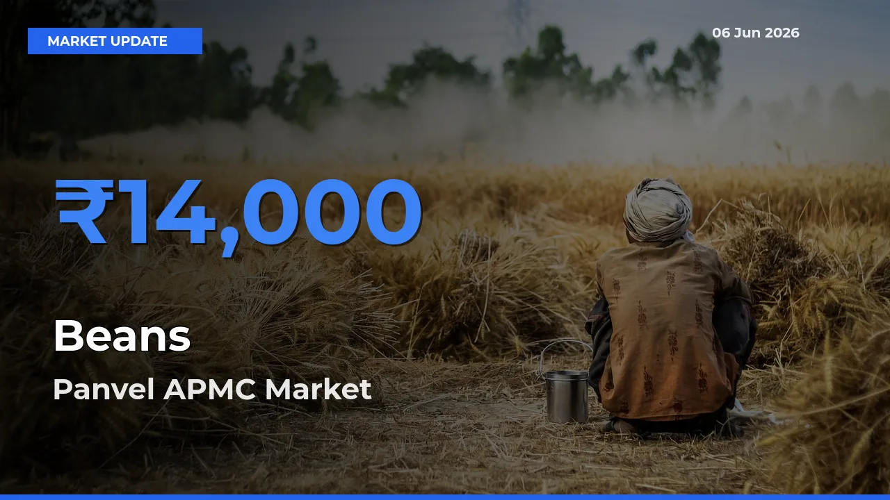 Market Watch: Panvel APMC Becomes Top Mandi for Beans
