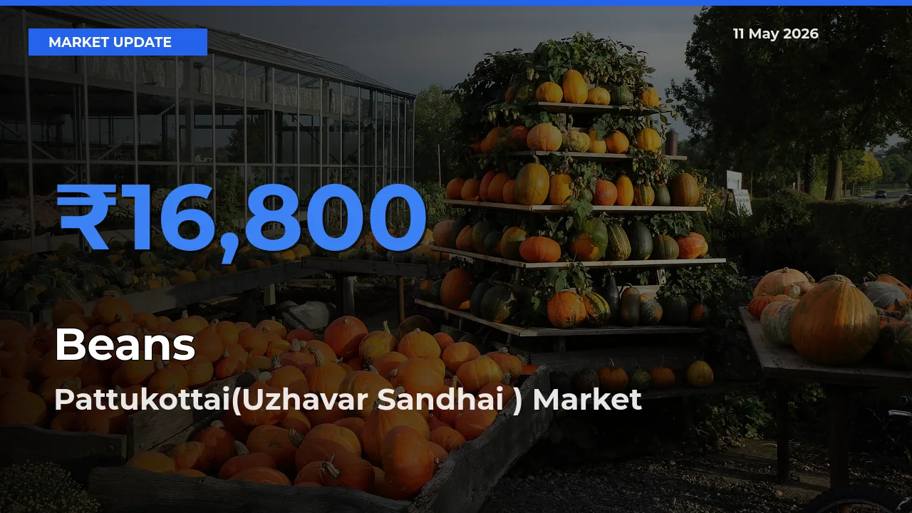 Pattukottai(Uzhavar Sandhai ) Emerges as Top Mandi for Beans Prices Today
