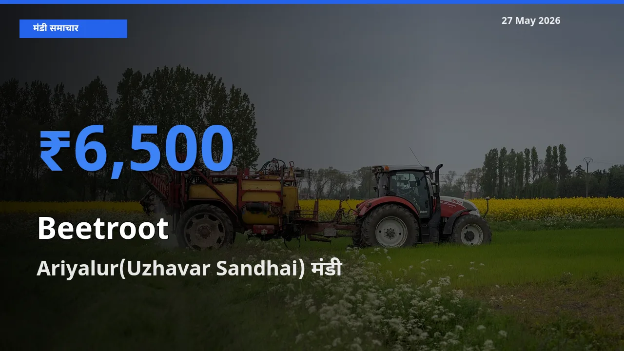 किसानों की पसंद बना Ariyalur(Uzhavar Sandhai), चुकंदर के सबसे अच्छे दाम