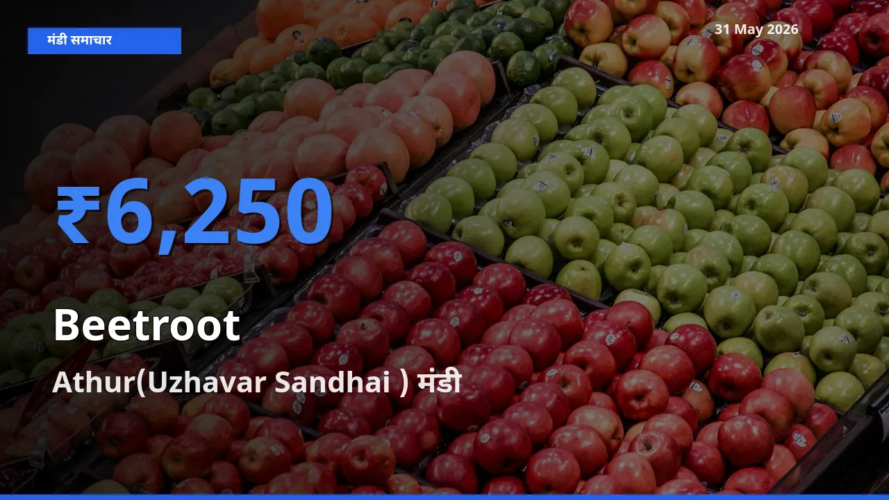 Athur(Uzhavar Sandhai ) मंडी में चुकंदर ₹6,250 पर पहुँचा – आज का सर्वोच्च भाव